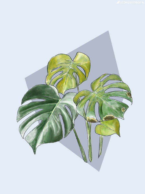 Why Are My Monstera Deliciosa's Leaves Yellowing? — Plant Care ...